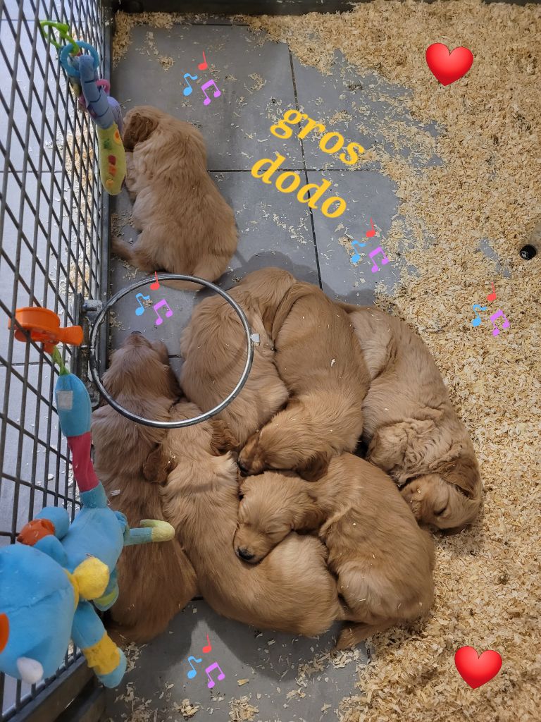 Des Fields Daoe - Chiot disponible  - Golden Retriever