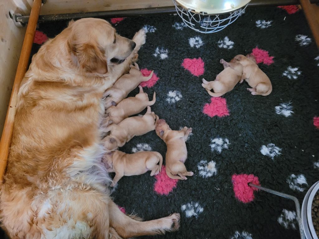 chiot Golden Retriever Des Fields Daoe