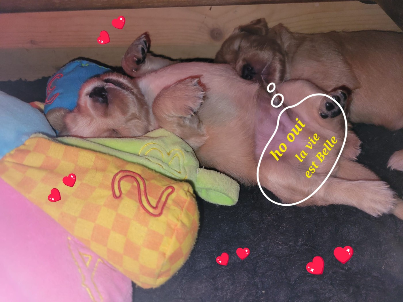 J - 17 JOURS AVANT LA NAISSANCE