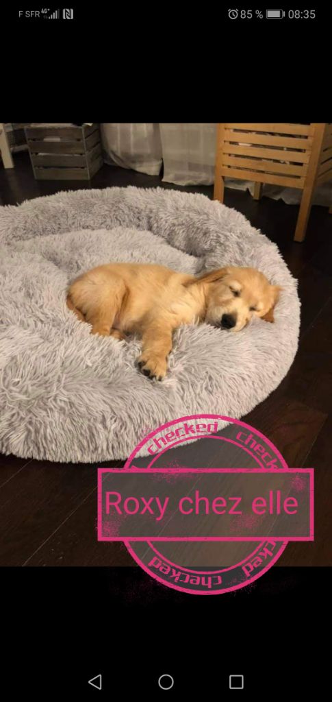 CHIOTS IXELLE 2020 chez eux