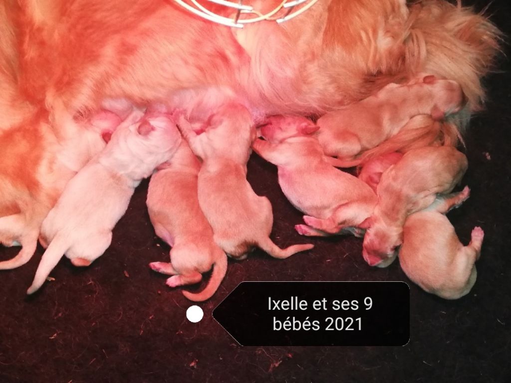 Choix ixelle 2021
