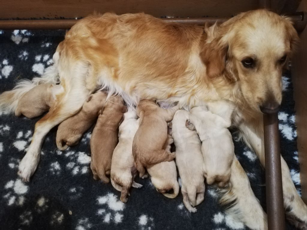 CHIOT Ruby 2021