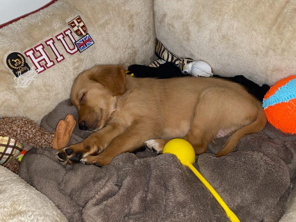 CHIOT DE LOUNA DANS LEUR MAISON 2020