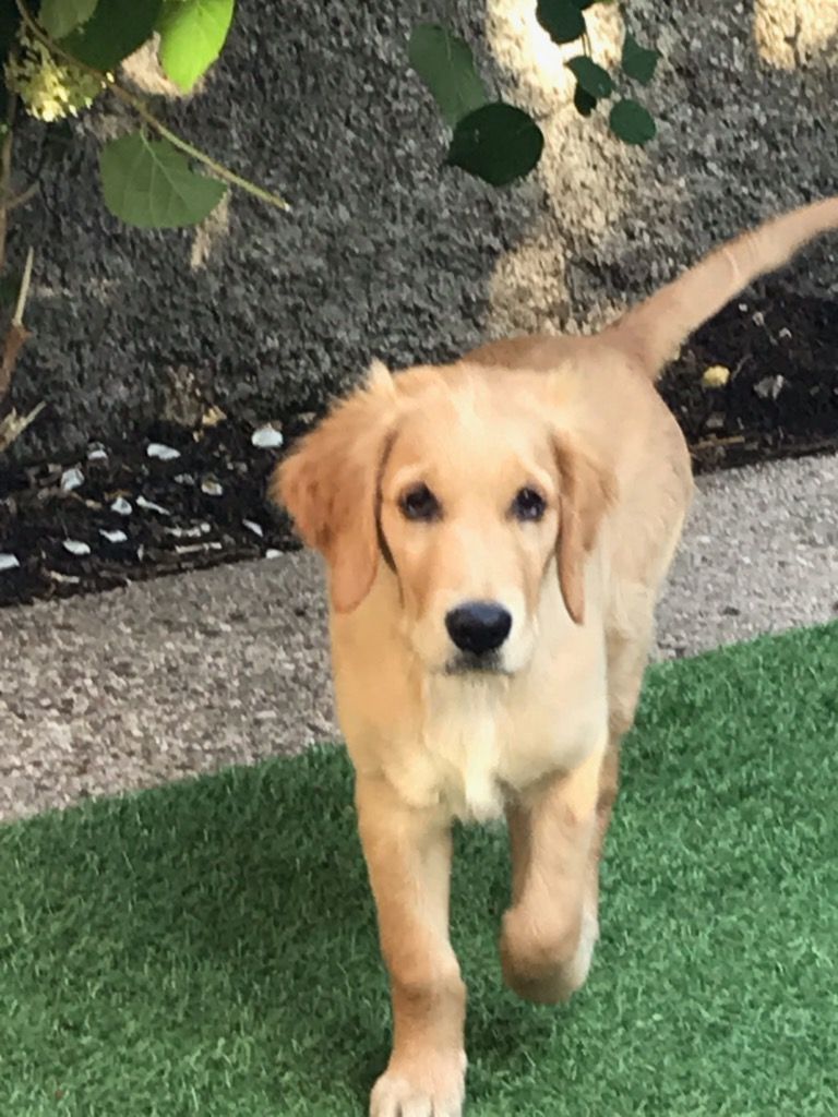 Chiots louna dans leur foyer 2019