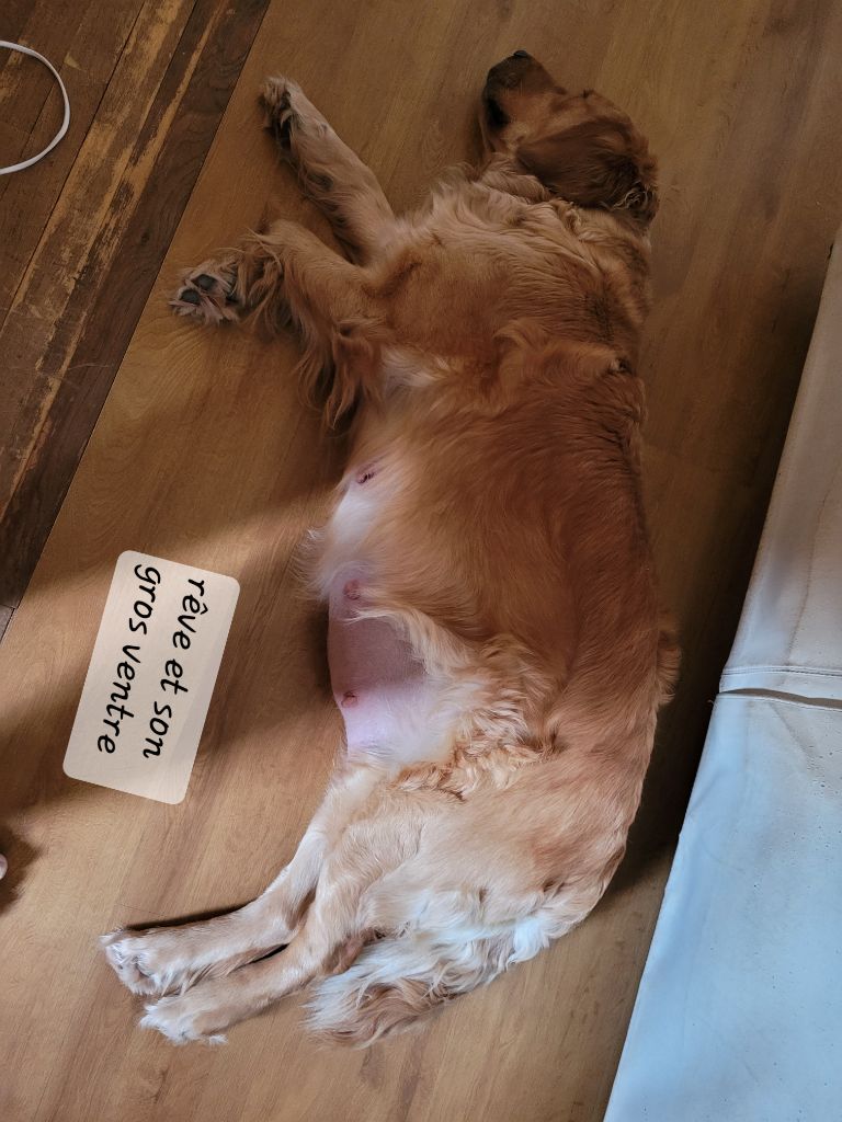 CHIOTS REVE 07/2023