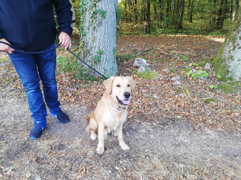 chiens en vacances