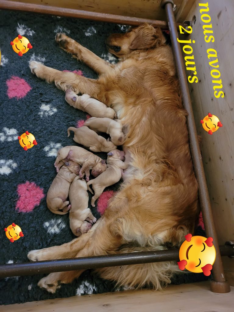 Chiot Golden Retriever Des Fields Daoe