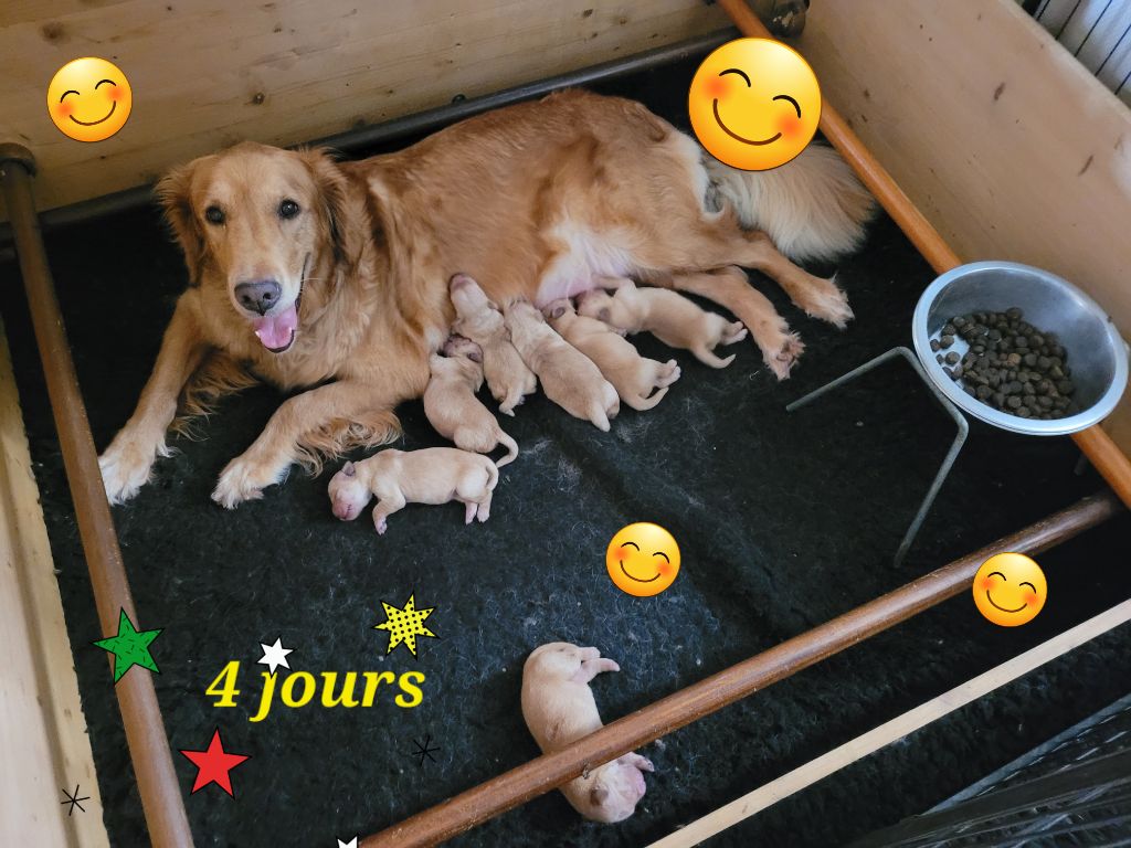 Des Fields Daoe - Golden Retriever - Portée née le 09/06/2025