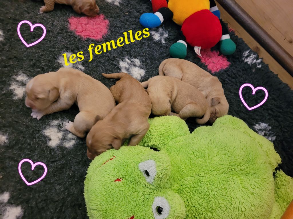 Des Fields Daoe - Chiots disponibles - Golden Retriever
